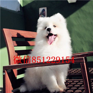 高端萨摩耶热销，金牌店铺品质第一，寻找它的主人