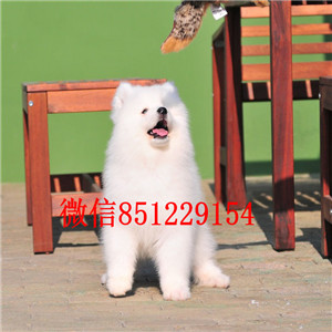 顶级优秀犬舍出售宁波萨摩耶 纯正微笑天使澳版血统纯