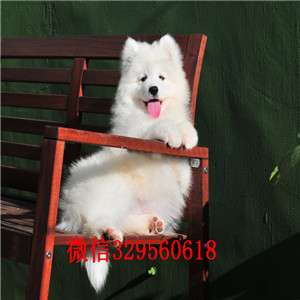 鞍山哪里有卖萨摩耶 萨摩耶多少钱 血统纯 包