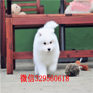 哈尔滨哪里有卖萨摩耶 萨摩耶多少钱 血统纯 包健康