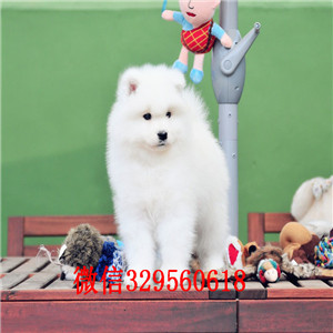 齐齐哈尔哪里有卖萨摩耶 萨摩耶多少钱 血统纯 包健康