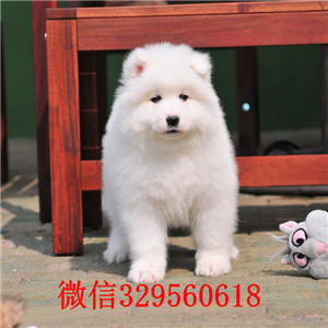抚顺纯种高品质萨摩耶幼犬哪里有萨摩养殖基地萨摩耶图片哪有卖萨摩耶的犬舍