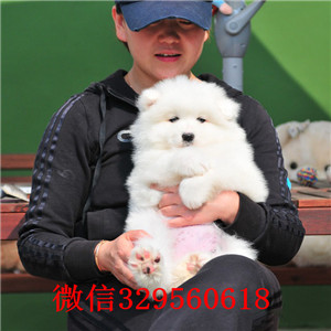 哈尔滨犬舍出售纯种萨摩耶萨摩多少钱一只萨摩