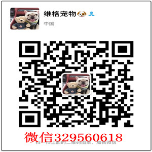 铜陵犬舍出售纯种萨摩耶纯种微笑天使萨摩耶萨