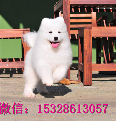 扬州哪里能买到健康萨摩耶萨摩耶幼犬价格萨摩