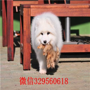 黑龙江哈尔滨哪里出售萨摩耶纯种萨摩耶一只多