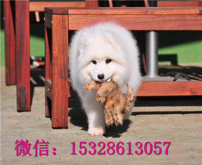 安康哪里能买到萨摩耶纯白色萨摩耶价格萨摩耶