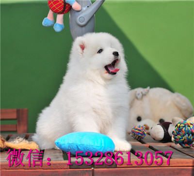 莱芜哪里的萨摩耶便宜微笑天使萨摩耶幼犬萨摩