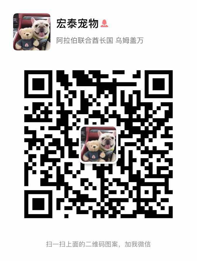 沈阳哪里有卖萨摩耶 纯种萨摩耶多少钱 赛级萨摩耶幼犬图片