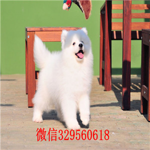 南昌哪里出售萨摩耶 南昌萨摩多少钱一只 萨摩耶图片