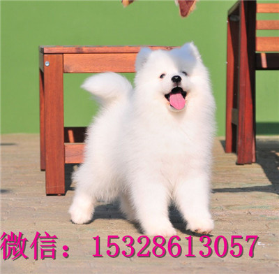沈阳哪里有卖萨摩耶 纯种萨摩耶多少钱 赛级萨