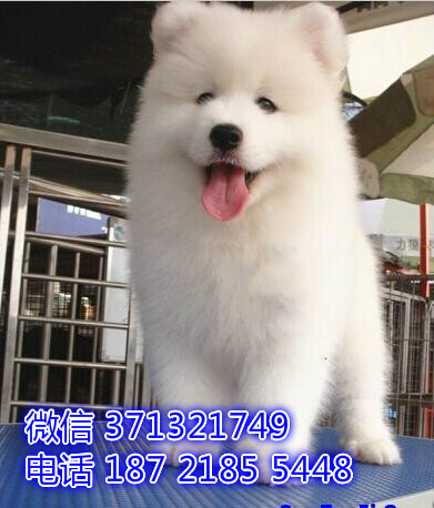 萨摩出售纯种，南昌狗场繁殖 萨摩耶犬特价