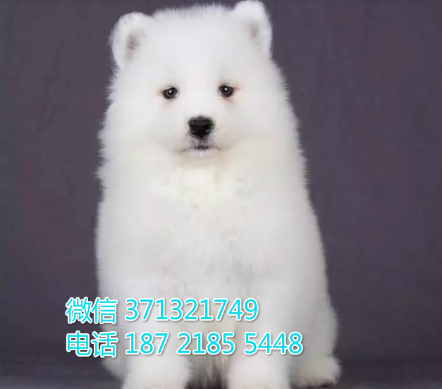 哪里有卖萨摩犬，萨摩耶犬狗狗 萨摩犬价格