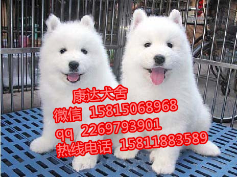 东莞哪里有卖熊版萨摩耶