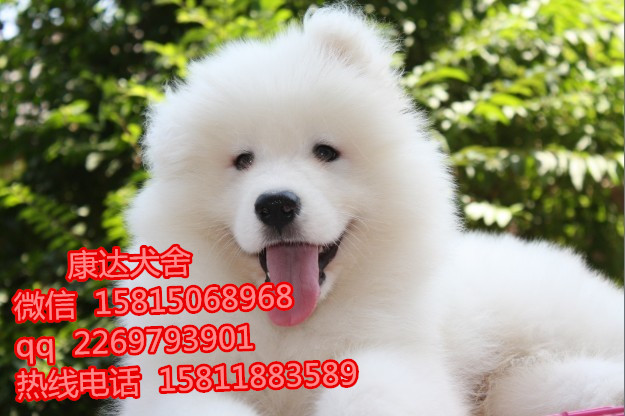 东莞哪里有卖熊版萨摩耶