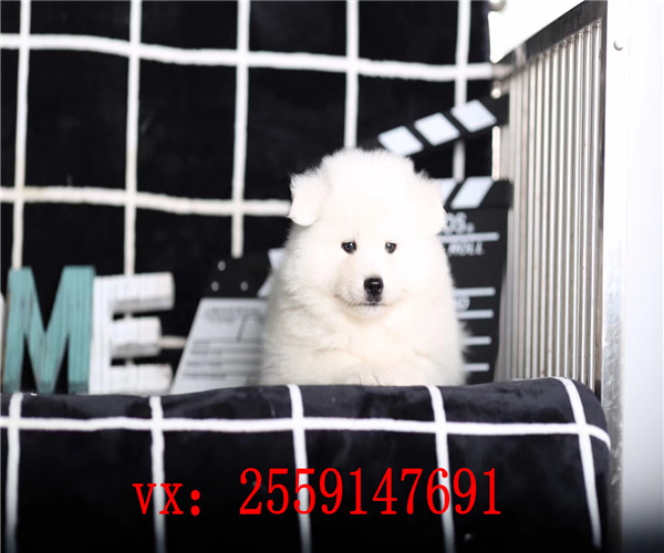 南昌哪里卖纯种萨摩耶 南昌萨摩耶多少钱 南昌