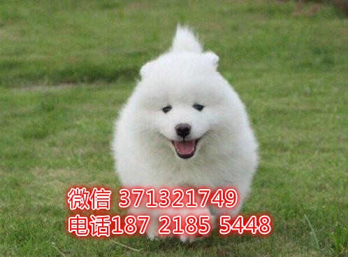 南宁犬舍 萨摩特价宠物狗狗 南宁狗场繁殖 小