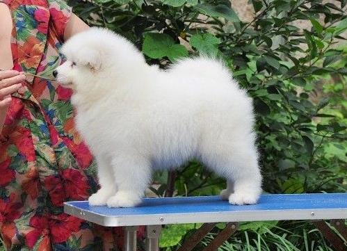 包头犬舍宠物狗狗出售纯种萨摩犬幼犬白色萨摩