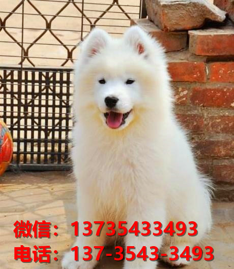 万宁宠物狗犬舍出售纯种萨摩耶犬 哪里有狗狗