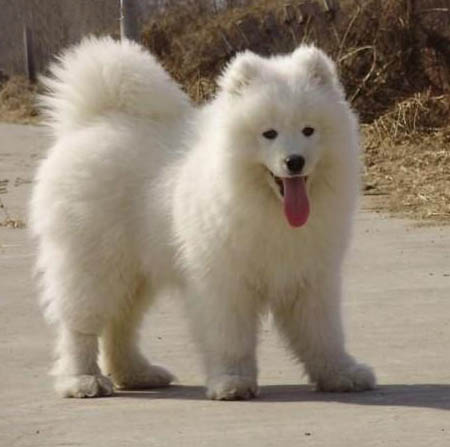 东莞买萨摩耶贵不贵 萨摩耶好不好养 萨摩耶哪