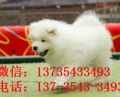 济南宠物狗狗犬舍出售纯种萨摩耶犬 狗市哪里