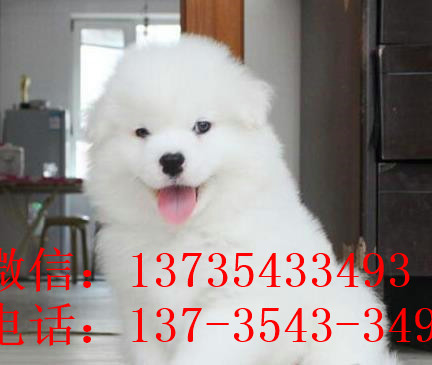 武汉宠物狗狗出售纯种萨摩耶犬 哪里有萨摩狗领养