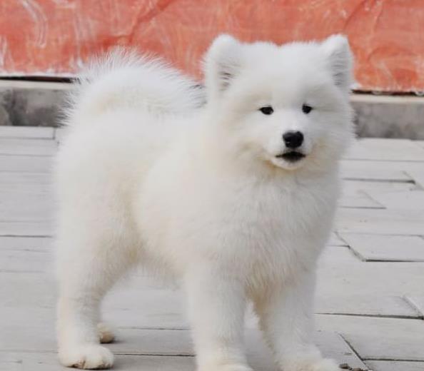 长治宠物狗犬舍出售纯种萨摩耶犬 网上哪里有