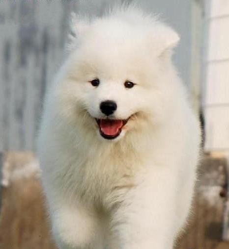 哈尔滨宠物狗狗犬舍出售纯种萨摩耶犬 狗市哪