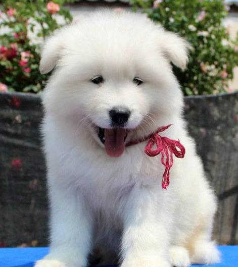 阳江犬舍出售纯种萨摩耶犬幼犬白色宠物狗狗领