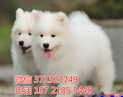 惠州萨摩犬出售 特价宠物狗狗 惠州犬舍在哪里