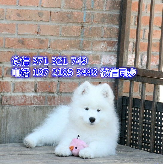 长沙特价萨摩犬出售纯种幼犬 长沙犬舍哪里有宠物狗