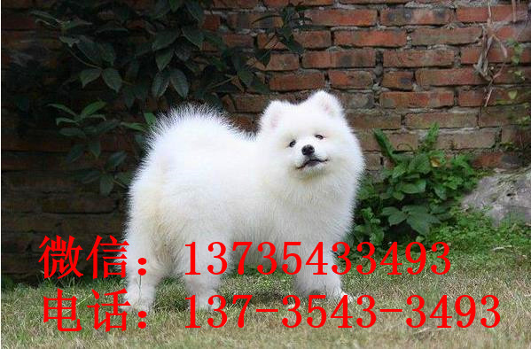 哈尔滨犬舍宠物狗狗出售纯种萨摩犬幼犬白色萨摩耶犬领养