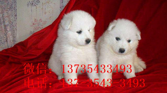 宁波宠物狗狗出售纯种萨摩耶犬幼犬澳版萨摩狗