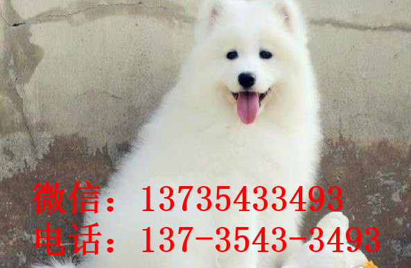 常德宠物狗狗犬舍出售萨摩耶犬卖狗买狗在哪有狗市场