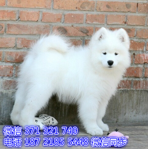 常州 特价萨摩犬纯种幼犬出售 常州犬舍在哪里