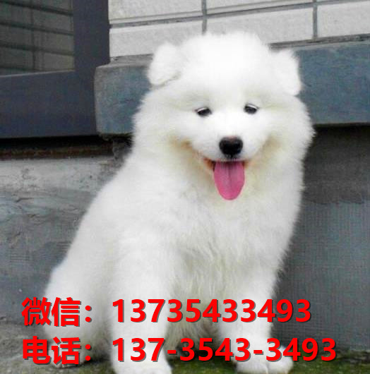 广元宠物狗犬舍出售纯种萨摩耶犬 哪里有狗狗