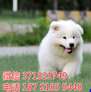 大连犬舍出售 萨摩犬幼犬狗狗 大连狗场在哪里 特价宠物