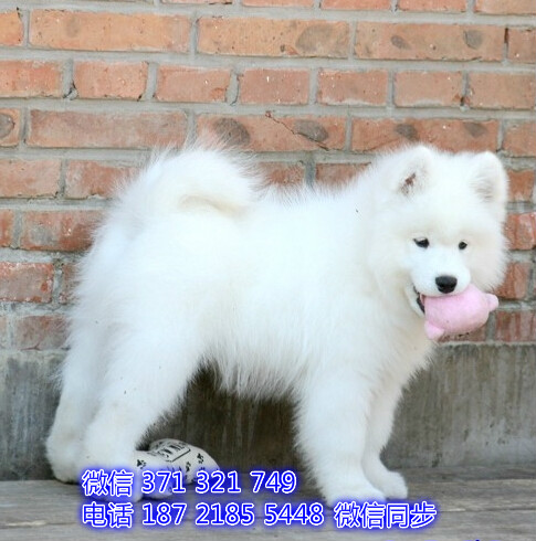 长沙特价萨摩犬出售纯种幼犬 长沙犬舍哪里有