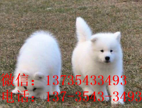 武汉犬舍出售纯种萨摩耶犬幼犬澳版萨摩犬领养宠物狗