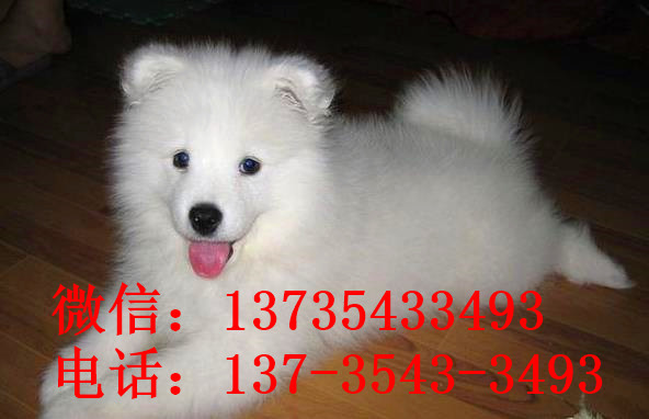 阳江犬舍出售纯种萨摩耶犬幼犬白色宠物狗狗领养