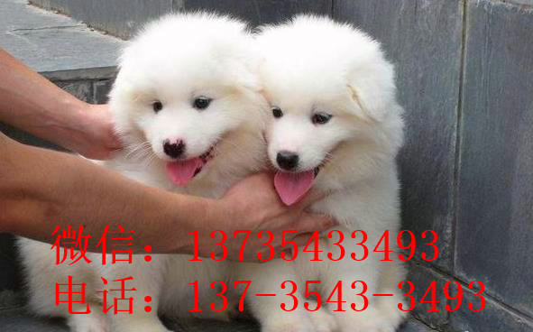 常德宠物狗狗犬舍出售萨摩耶犬卖狗买狗在哪有狗市场