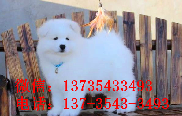 武汉犬舍出售纯种萨摩耶犬幼犬澳版萨摩犬领养宠物狗