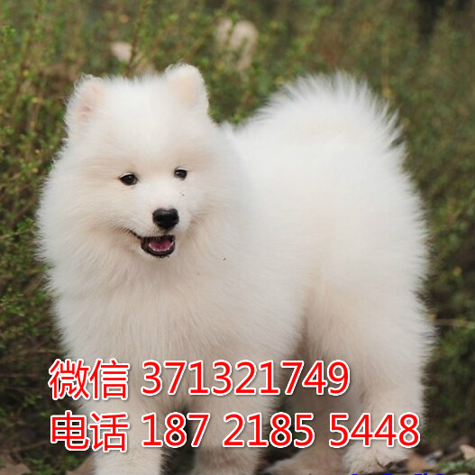  珠海 萨摩犬出售纯种幼犬 大型犬萨摩宝宝 珠海出售