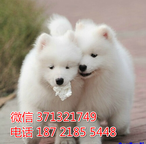 萨摩宝宝出售一窝健康萨摩狗狗，温顺漂亮萨摩宝