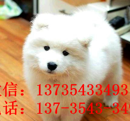 阳江犬舍出售纯种萨摩耶犬幼犬白色宠物狗狗领养