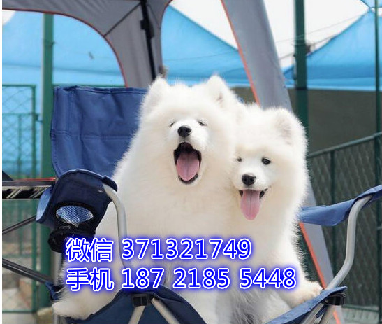 萨摩犬出售一窝健康聪明 深圳萨摩犬狗狗出售 