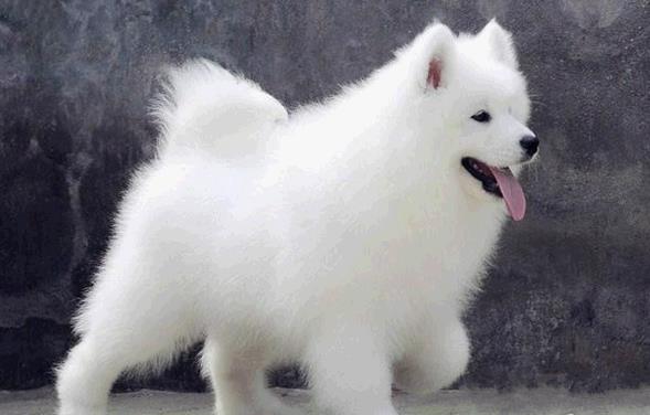 武汉犬舍出售纯种萨摩耶犬幼犬澳版萨摩犬领养