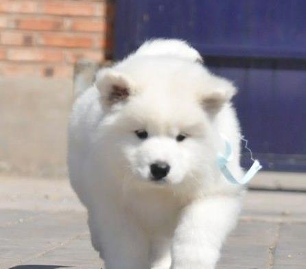 西宁犬舍出售纯种萨摩耶犬幼犬澳版萨摩犬领养