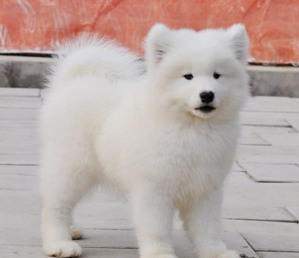 淮北宠物狗狗犬舍出售萨摩耶犬卖狗买狗在哪有