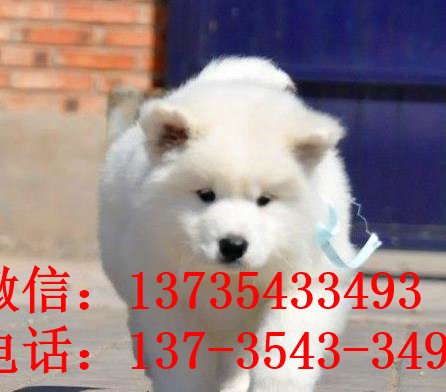 江门宠物狗狗犬舍出售纯种萨摩耶犬幼犬狗狗领养